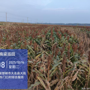 今日高粱价格播报