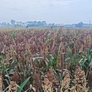 今日高粱价格播报