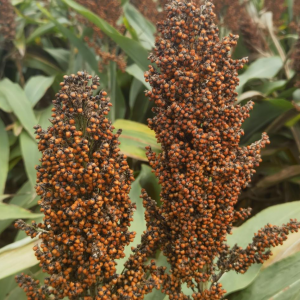 今日高粱价格播报