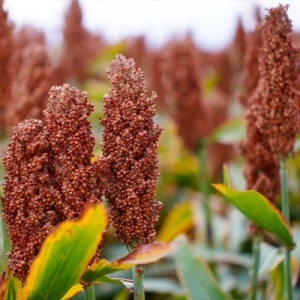 今日高梁价格播报