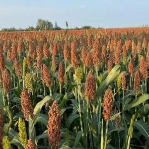 今日高梁价格播报