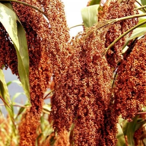 今日高梁价格播报