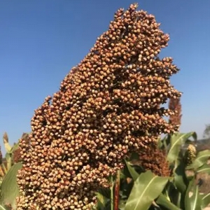 今日高梁价格播报