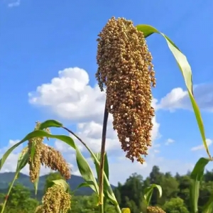 今日高梁价格播报