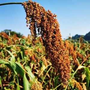 今日高梁价格播报