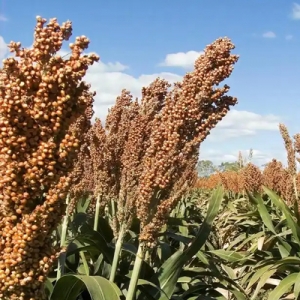 今日高梁价格播报