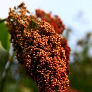 今日高梁价格播报