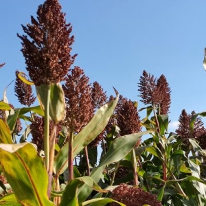 今日高梁价格播报