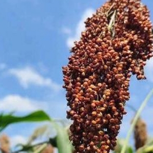 今日高梁价格播报