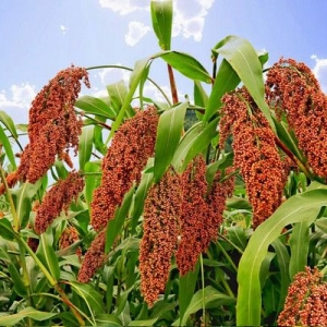 今日高梁价格播报