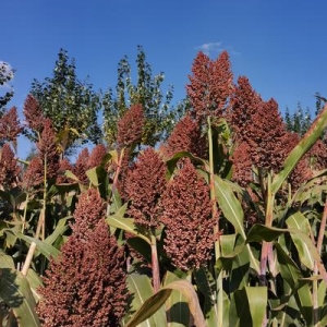 今日高梁价格播报