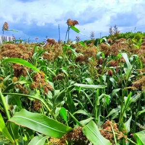今日高梁价格播报