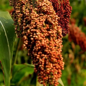 今日高梁价格播报