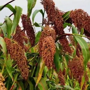 今日高梁价格播报