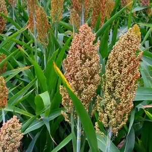 今日高梁价格播报