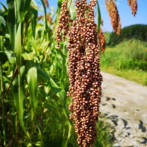 今日高梁价格播报