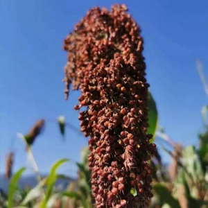 今日高梁价格播报