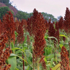 今日高梁价格播报
