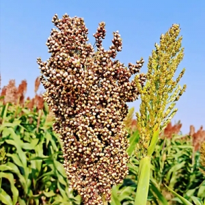 今日高梁价格播报