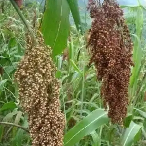 今日高梁价格播报