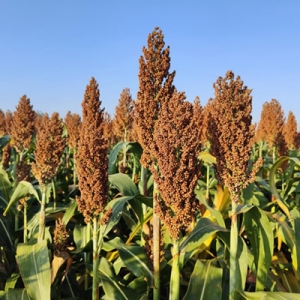 今日高梁价格播报