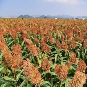 今日高梁价格播报