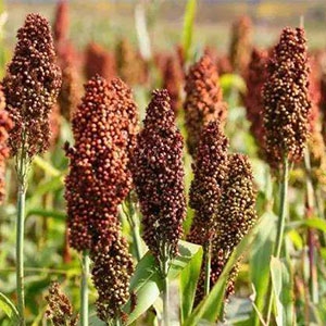 今日高梁价格播报