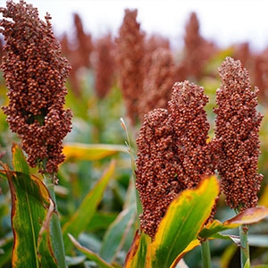今日高梁价格播报