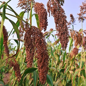 今日高梁价格播报