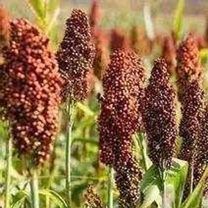 今日高梁价格播报