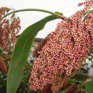 今日高梁价格播报