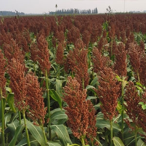 今日高梁价格播报