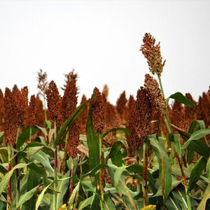 今日高梁价格播报